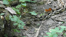 Rattlesnake by laceford in Snakes