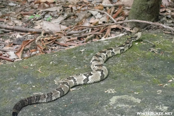 Rattlesnake