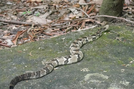 Rattlesnake by laceford in Snakes