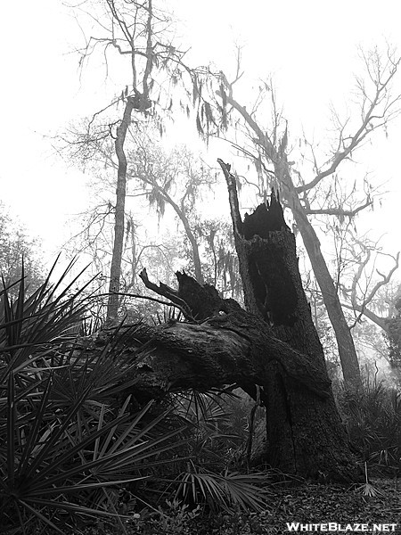 Tree on Florida Trail