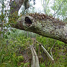 Singing Tree