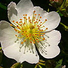 Sitton Gulch, Cherokee Rose
