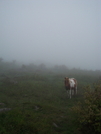 Lone Horse In The Soup.