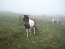 Horses In The Mist by k.reynolds70 in Other