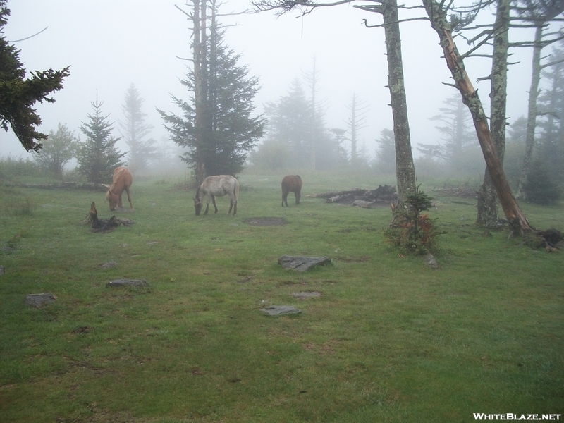 Highlands Horses