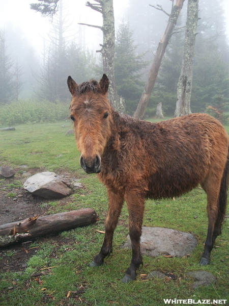 Soupy Highlands Horsey