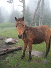 Soupy Highlands Horsey