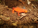 Red Eft by Lexi1987 in Other