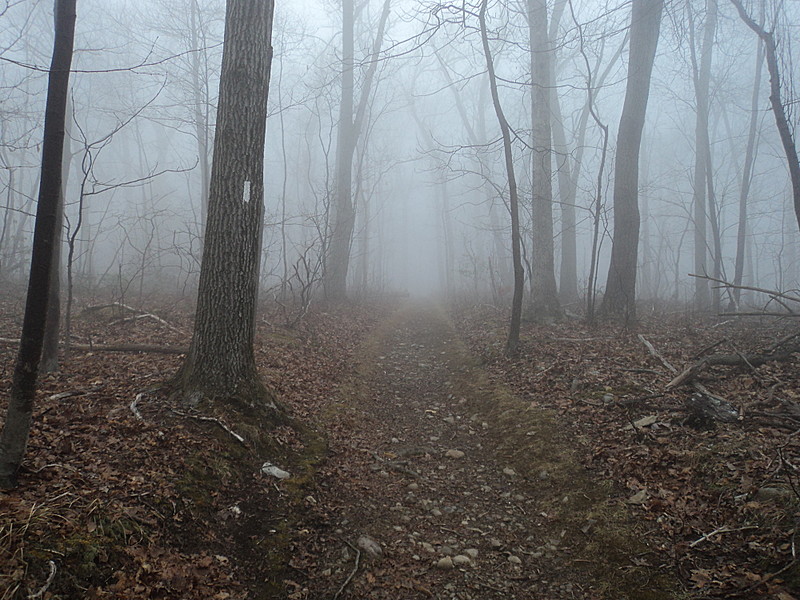 Silence of the early morning Fog