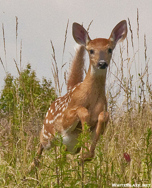 Fawn on Cold Mountain