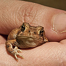 Frog on AT near Brown Mountain Creek