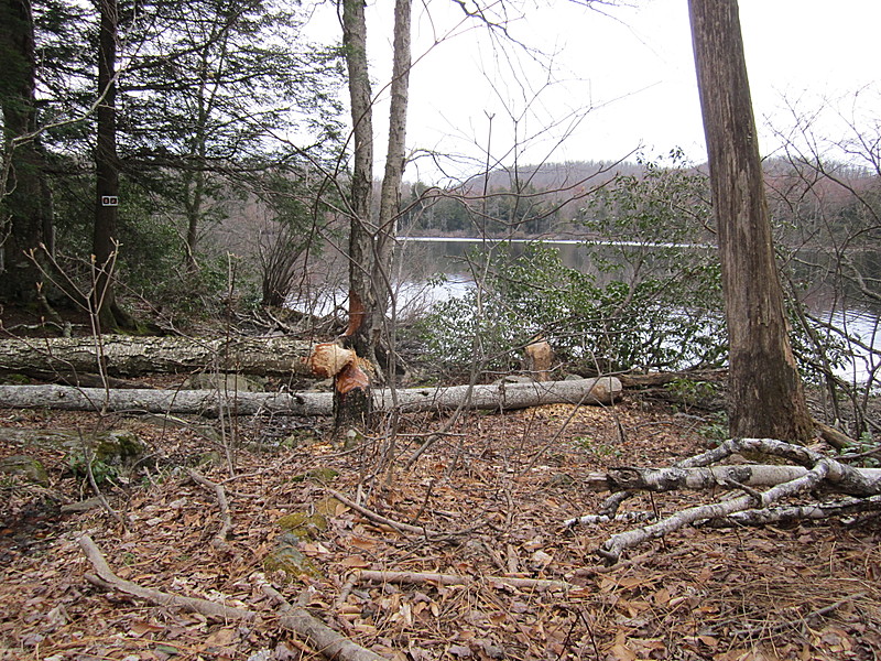 Beaver activity Finerty Pond