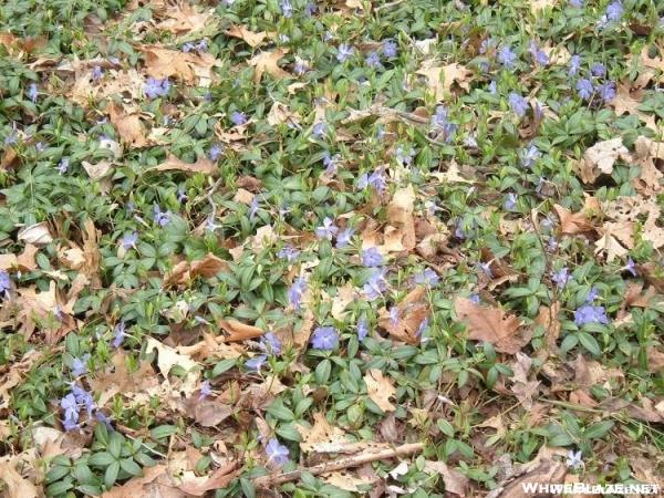 wild flowers