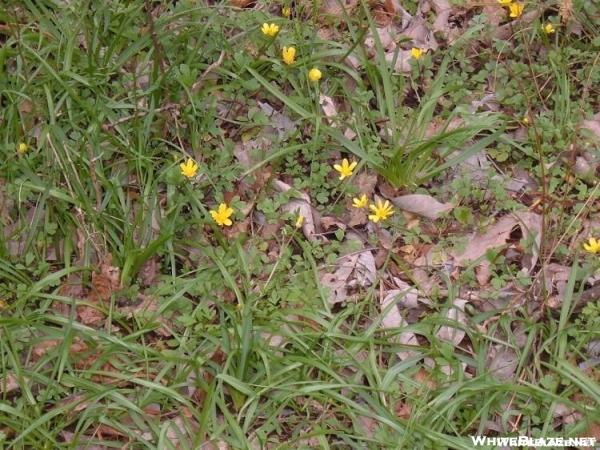 wild flowers