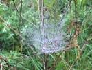 Dew Jewelled Web