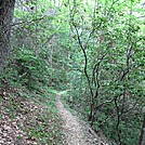 Lumber Ridge Trail GSMNP by P-Train in Day Hikers