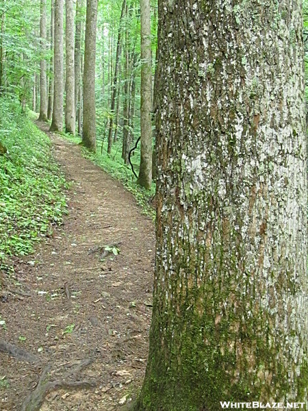 West Prong Trail GSMNP