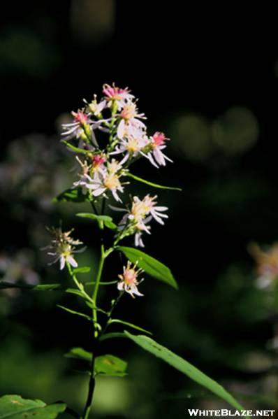 Calico Aster