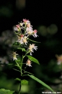 Calico Aster by Stale Cracker in Flowers