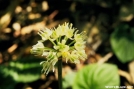 Dwarf_Ginseng