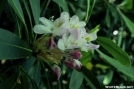 Late_Blooming_Great_Laurel