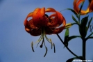 Turks Cap Lily