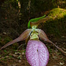 Some section hike pics 2012 by Tumor in Trail & Blazes in Maine