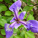 Iris by Tumor in Trail & Blazes in Maine