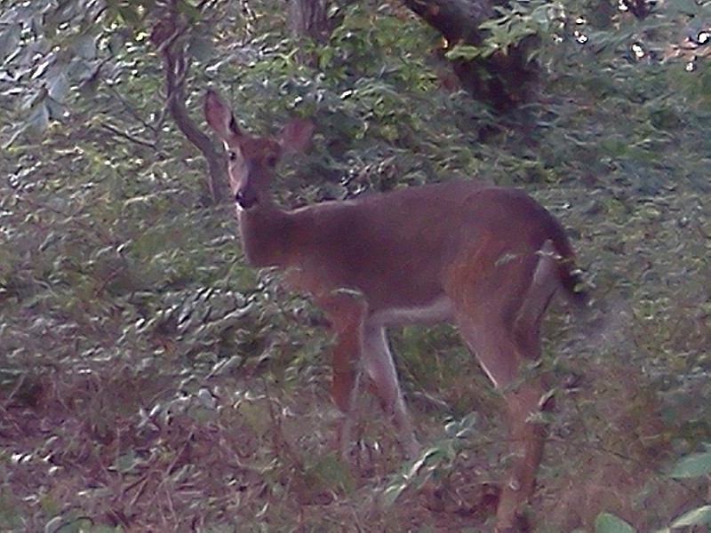 deer 2