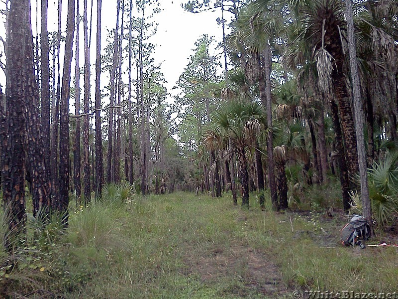 Tosohatchee WMA, Florida Trail, 10/8/13