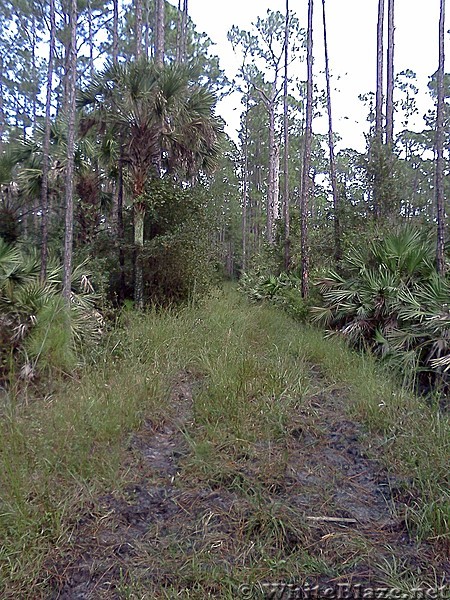 Tosohatchee WMA, Florida Trail, 10/8/13