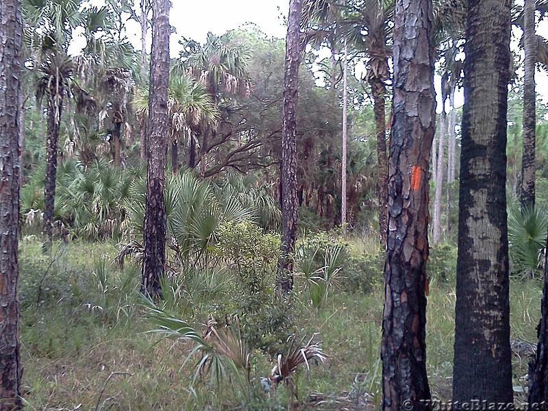 Tosohatchee WMA, Florida Trail, 10/8/13