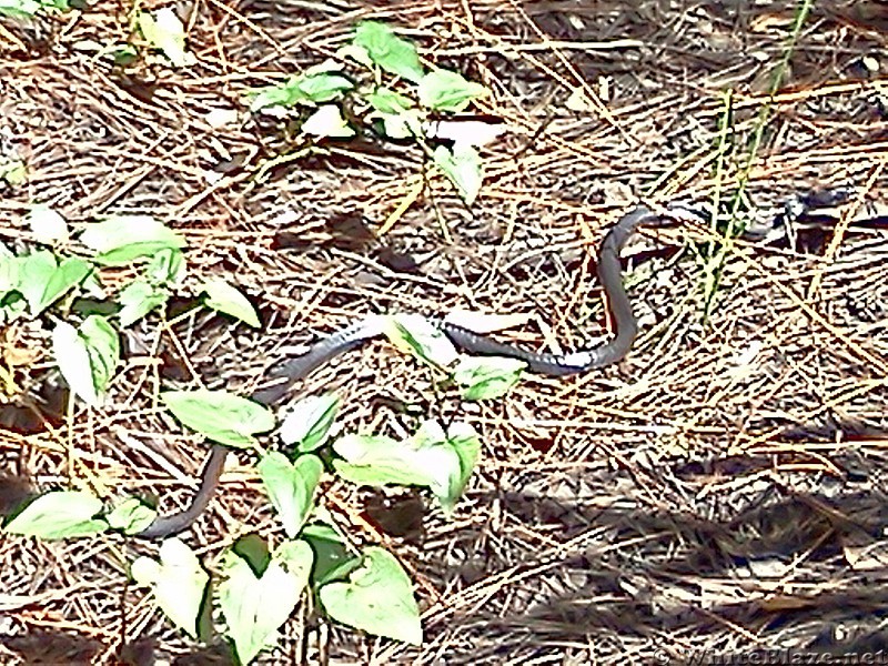 Tosohatchee WMA, Florida Trail, 10/8/13