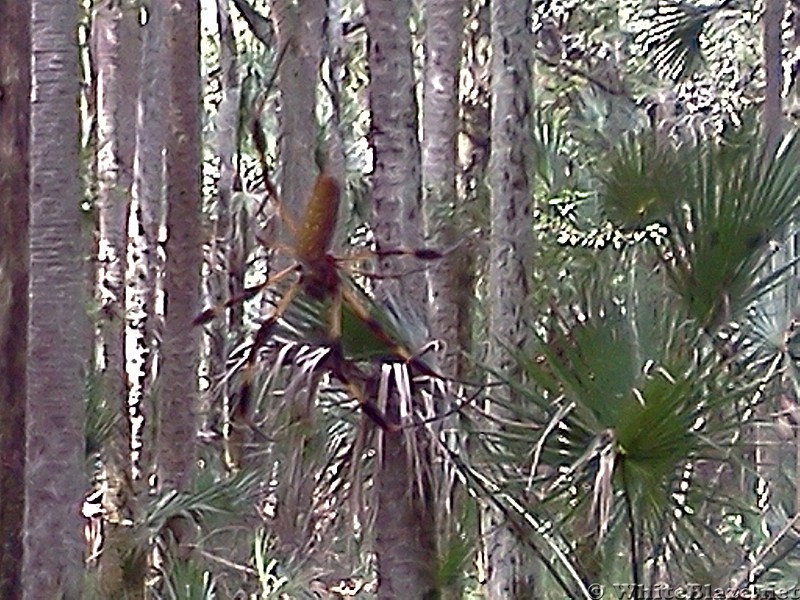 Tosohatchee Wildlife Management Area, Florida Trail
