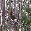 Tosohatchee Wildlife Management Area, Florida Trail by no-name in Florida Trail