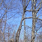 Old Loggers Path by no-name in Other Trails