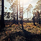 Tosohatchee WMA by Old_Man in Florida Trail