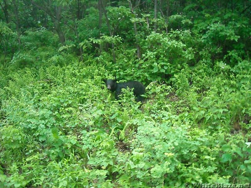 Bear on Skyline