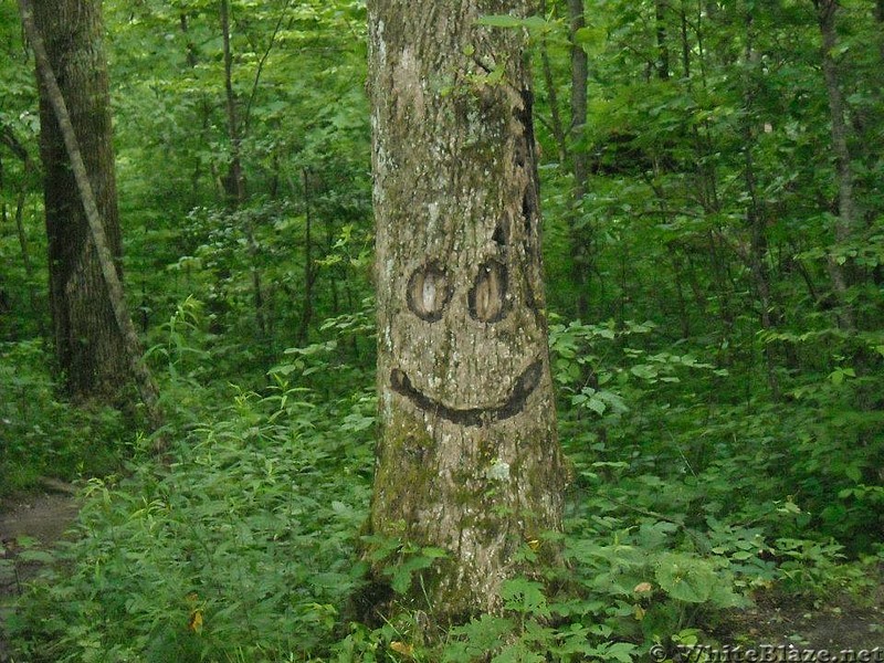 Happy Trees