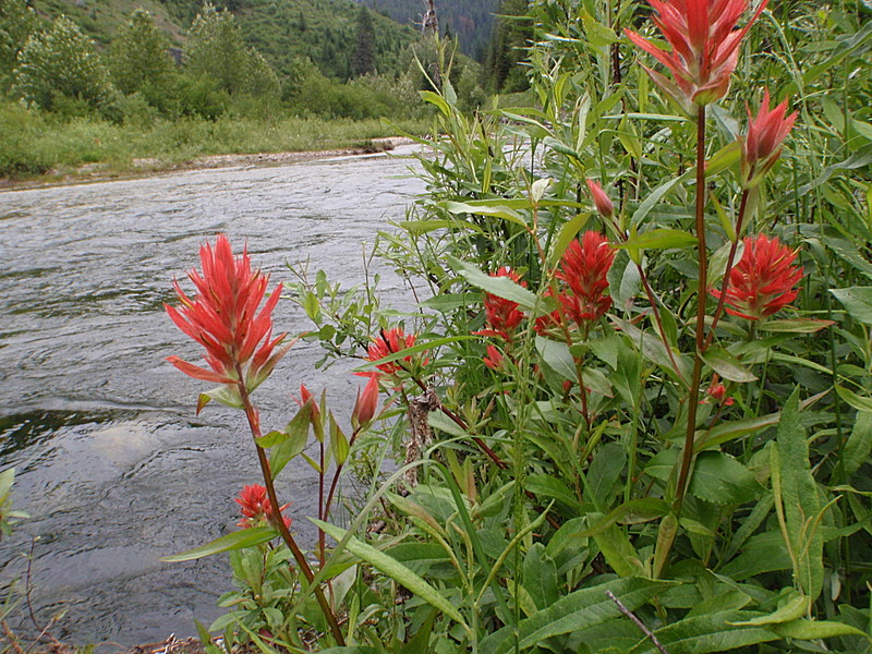 Indian Paintbrush