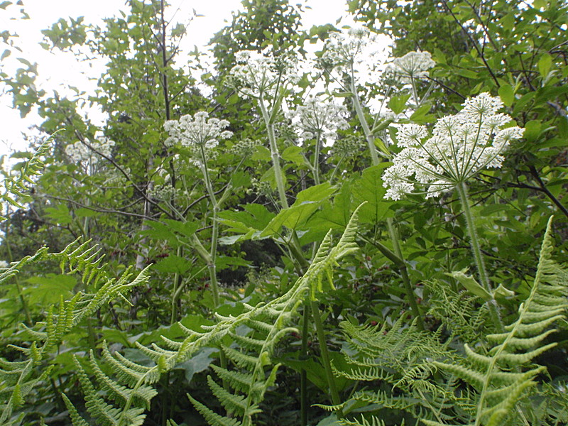 Hogweed?