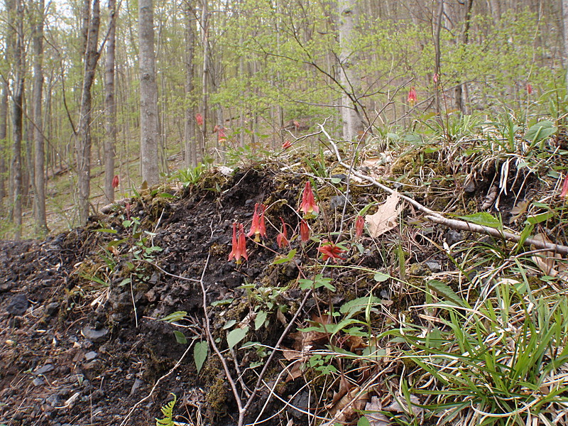 Penn MidState Trail