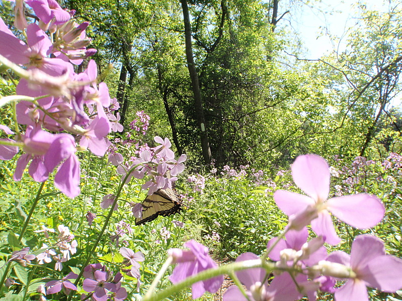 A May walk in Connecticut