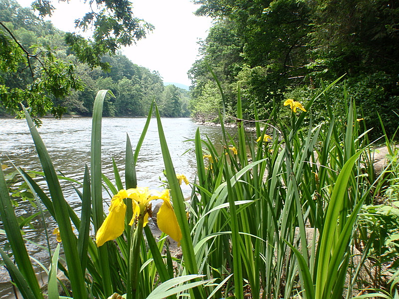 Yellow Flags along 'The Housey'