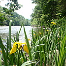 Yellow Flags along 'The Housey'