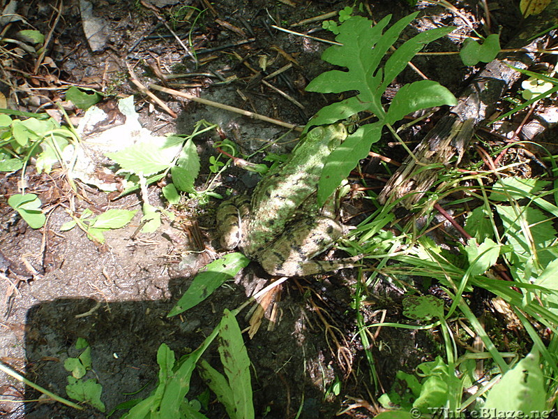 Camo Frog