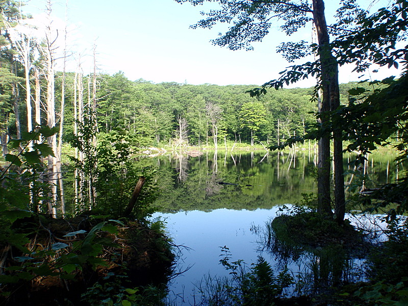 Wilcox Mt. Beaver Pond