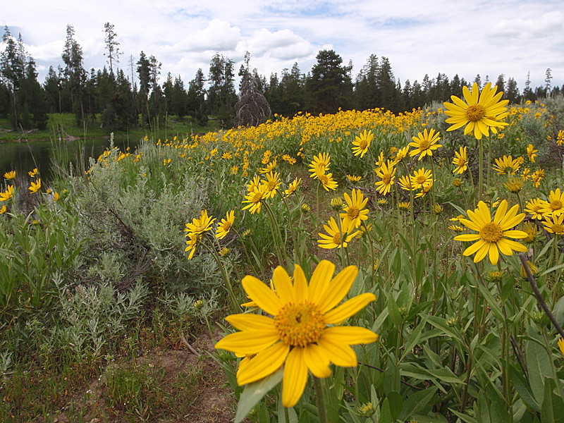 Inula in Idaho