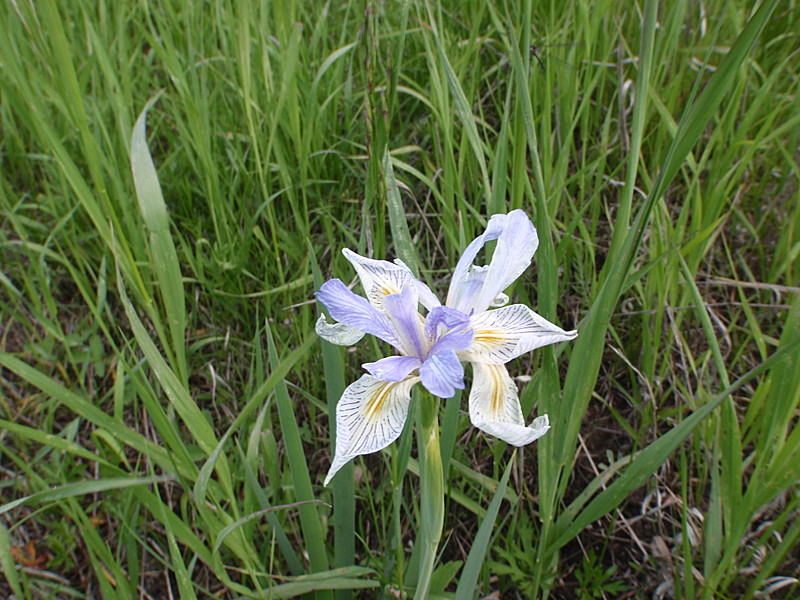 Iris Missouriensis