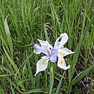 Iris Missouriensis